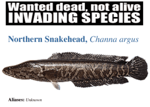 Snakehead fish